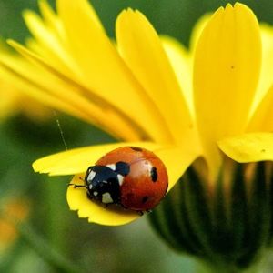 Meet your Posher, Candy